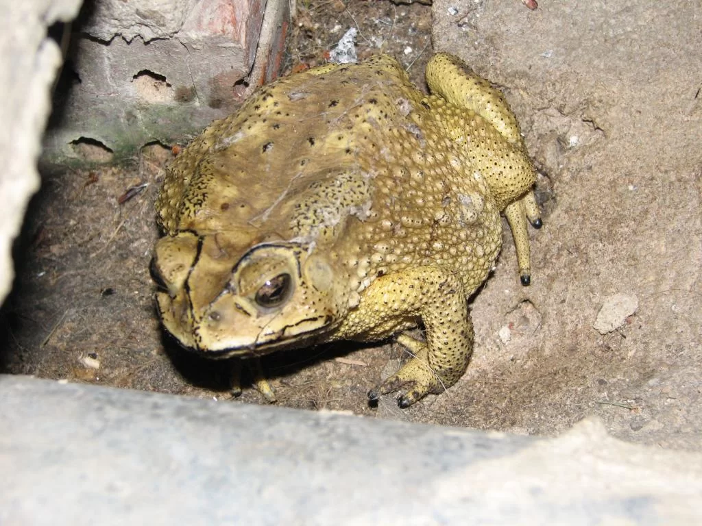 Januari 2011 Luay 042.webp