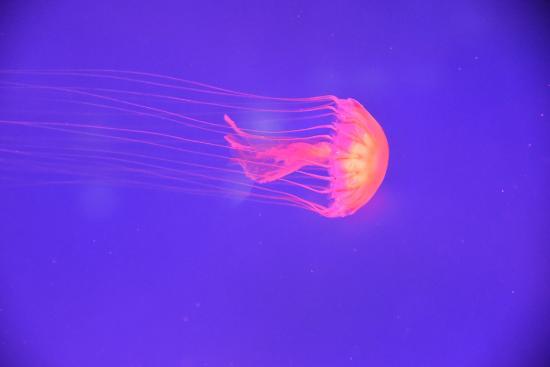 japanese-sea-nettle.jpg