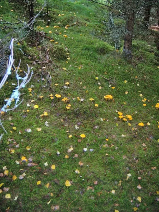 Kantarell hökenås.webp