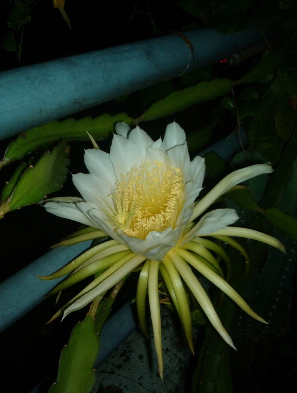 katusblomma 571.webp