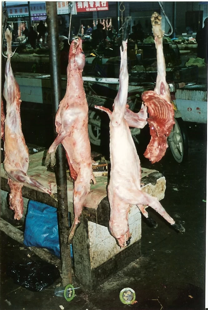 Kina jobb foto 045.webp