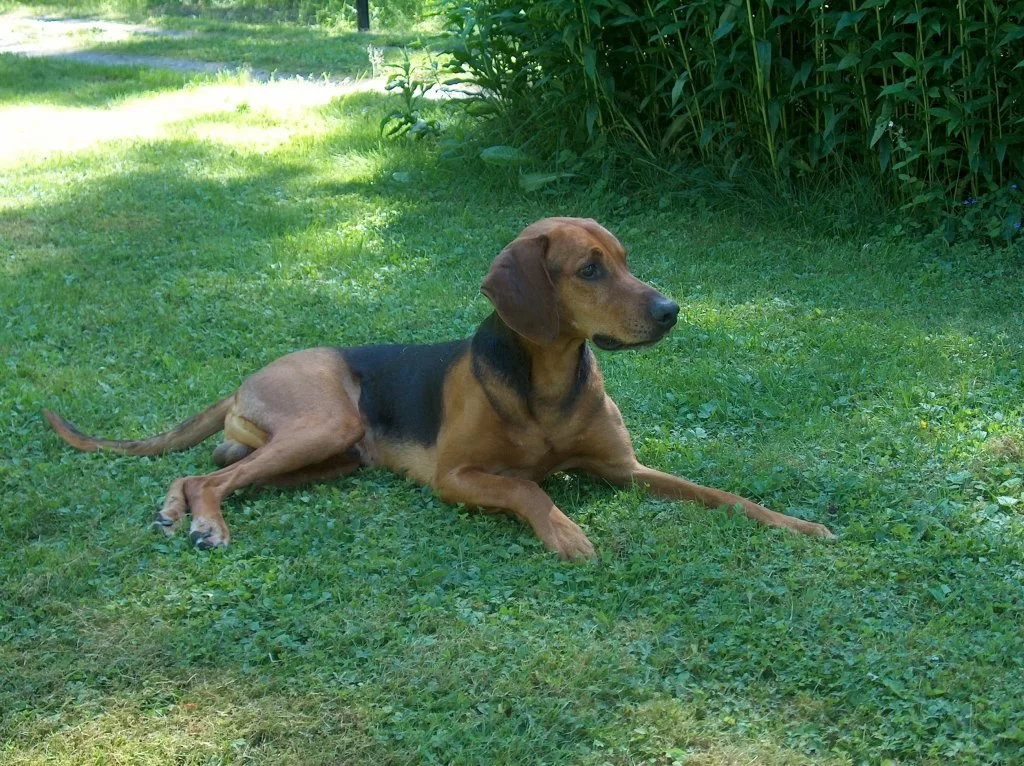 Klangen vår älskade stövare.webp