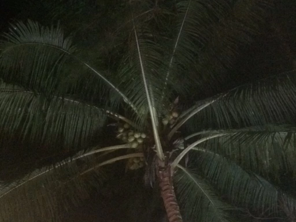 Koh Samet våfla.webp