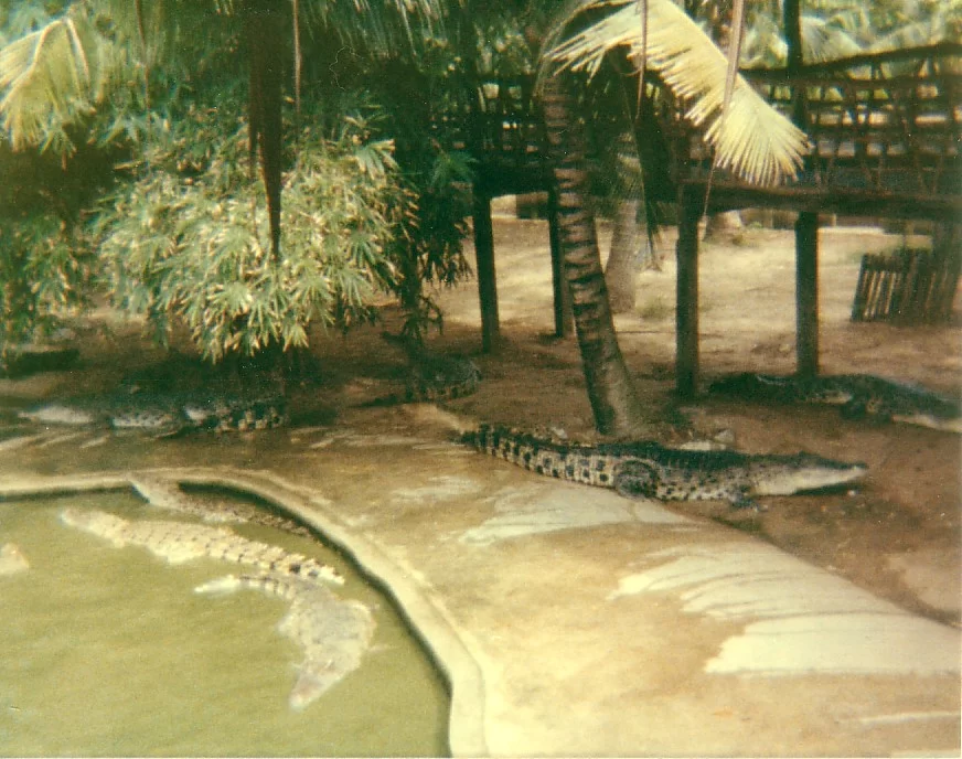 krokodilfarmen (2).webp