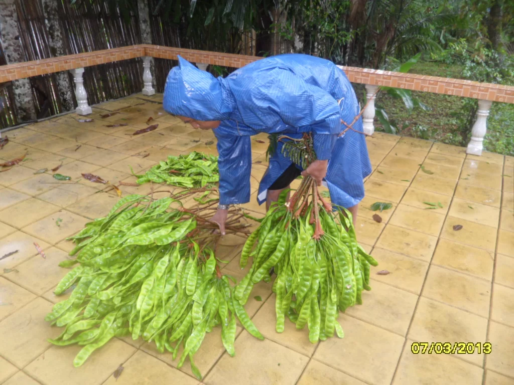 landet strå (6).webp