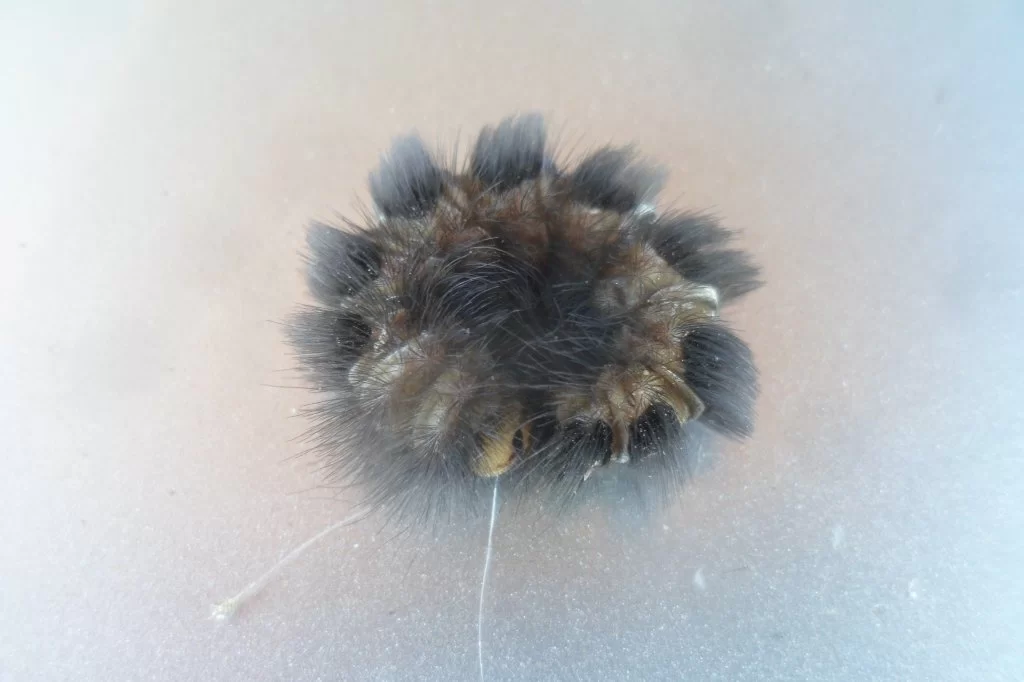 Last tringel 013.webp