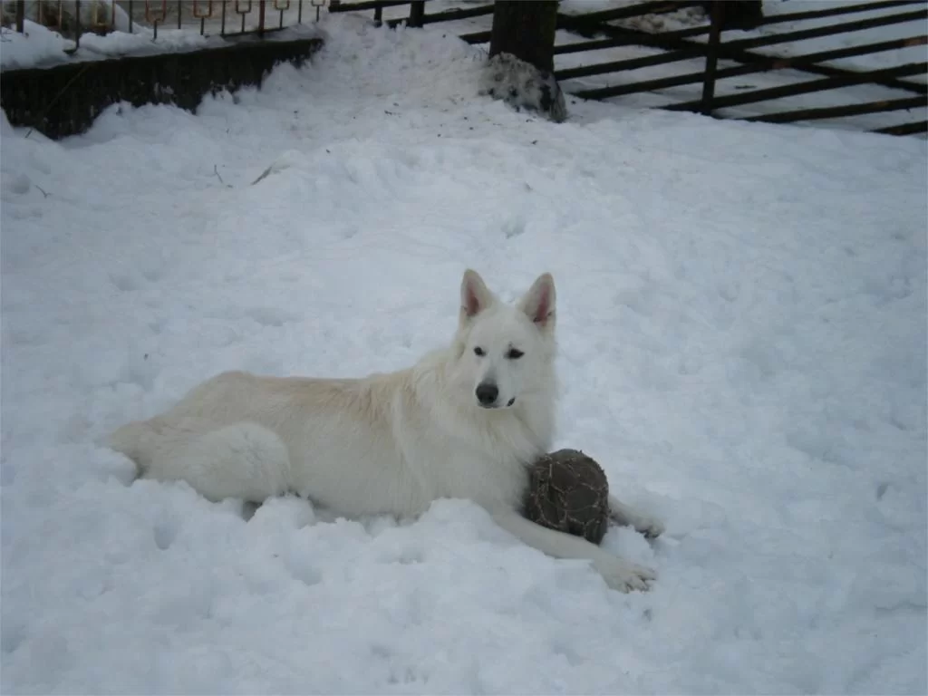 leka med faster.webp