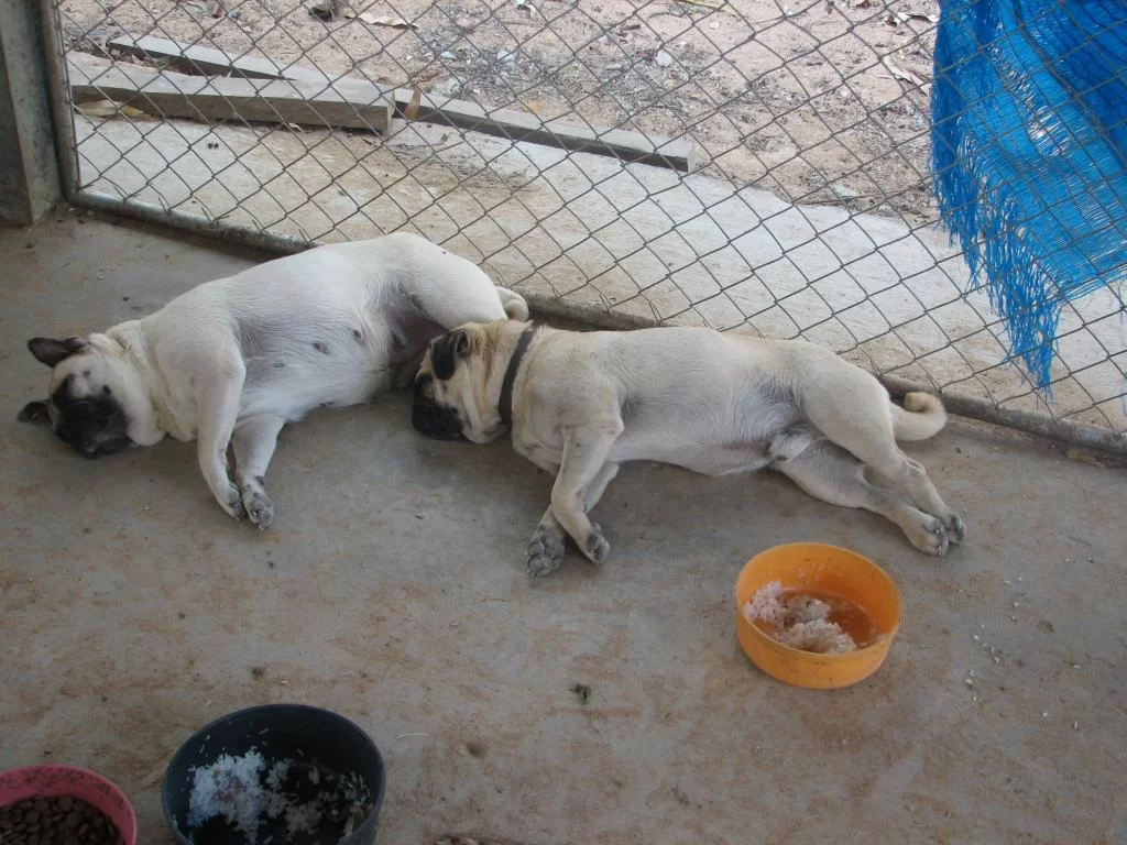 Like bite me 011.webp