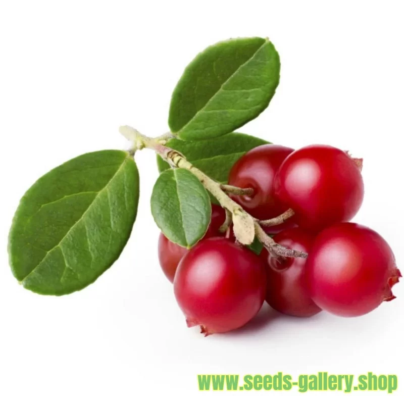 lingonberry-or-cowberry-seed.webp