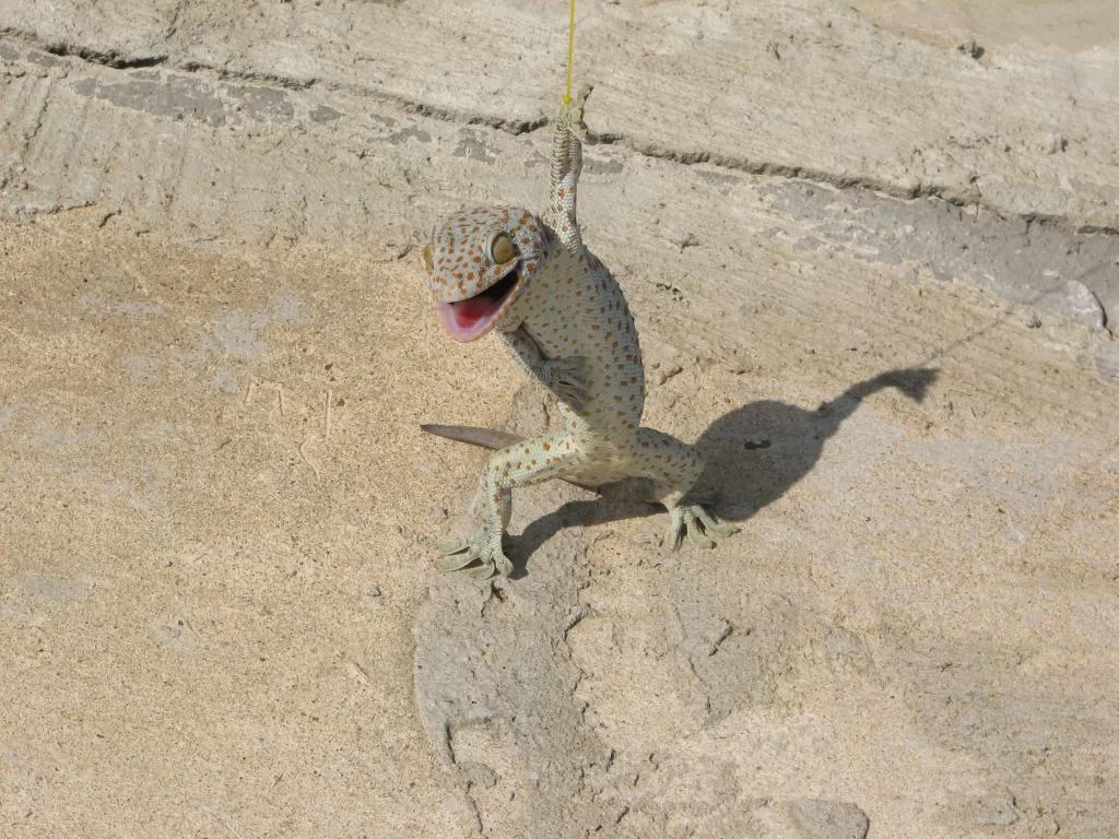 Lizard 051.webp