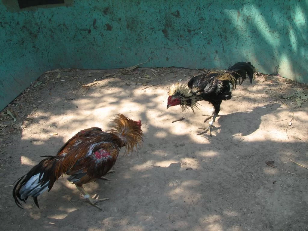 Luay 2 home 004.webp