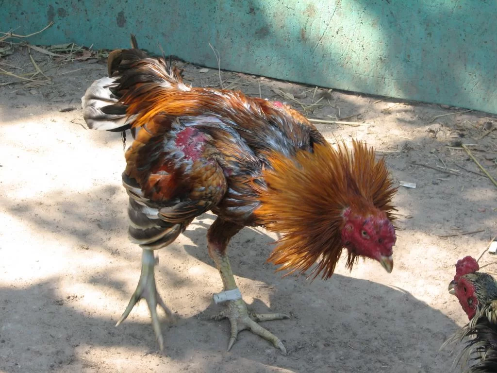 Luay 2 home 007.webp