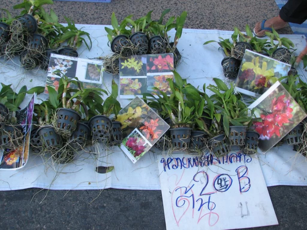 Luay privat 011.webp