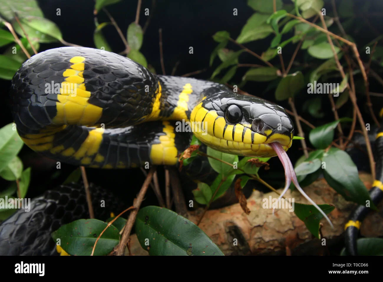 mangrove-cat-snake-T0CD66.webp