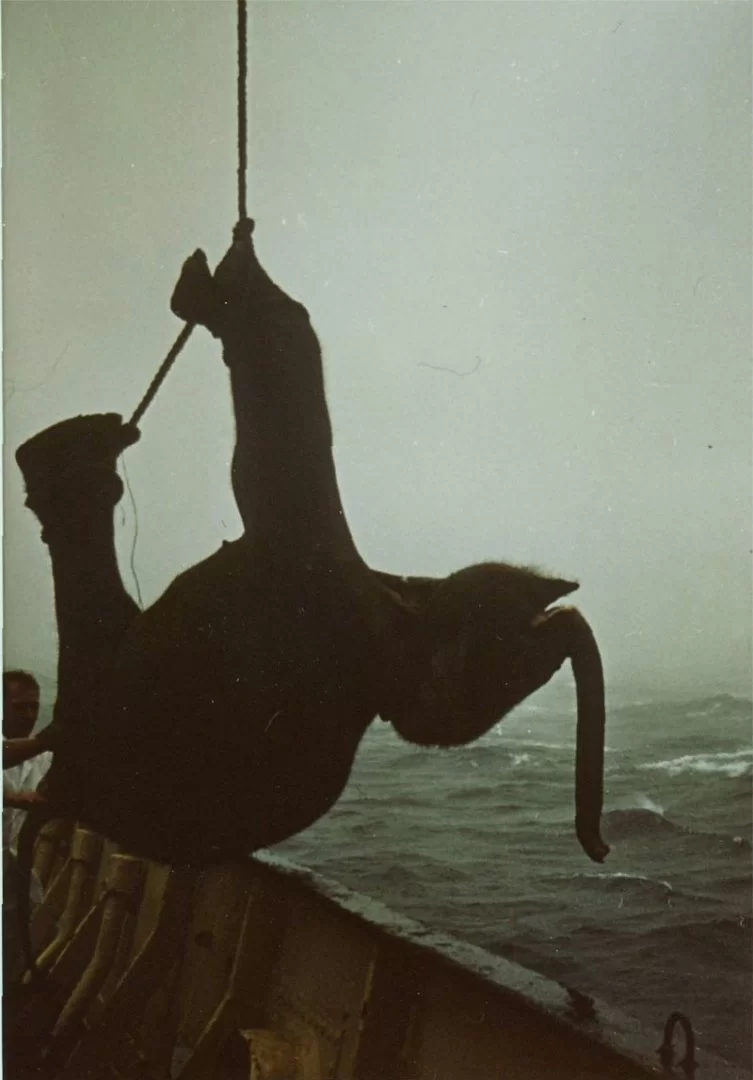 Mina Foton 20412.webp