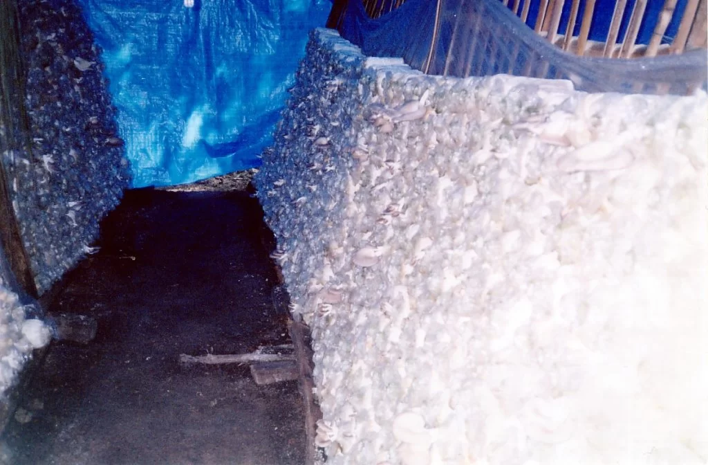 Mina Foton 23911.webp