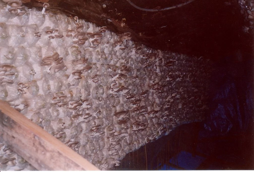 Mina Foton 23912.webp