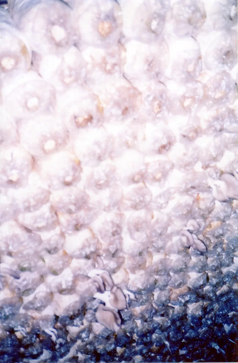 Mina Foton 23913.webp