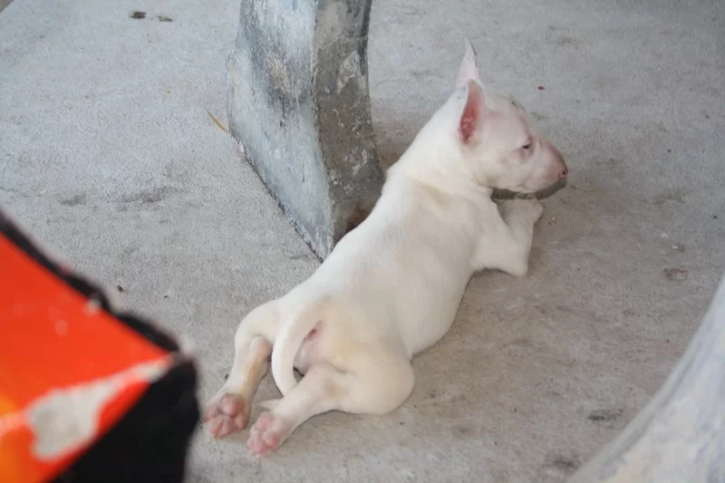 Minibullterrier 7 vckor.webp