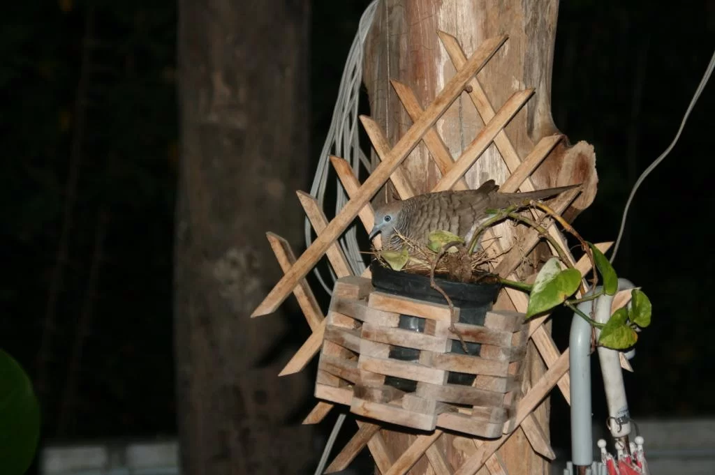 natt i torpet 004.webp