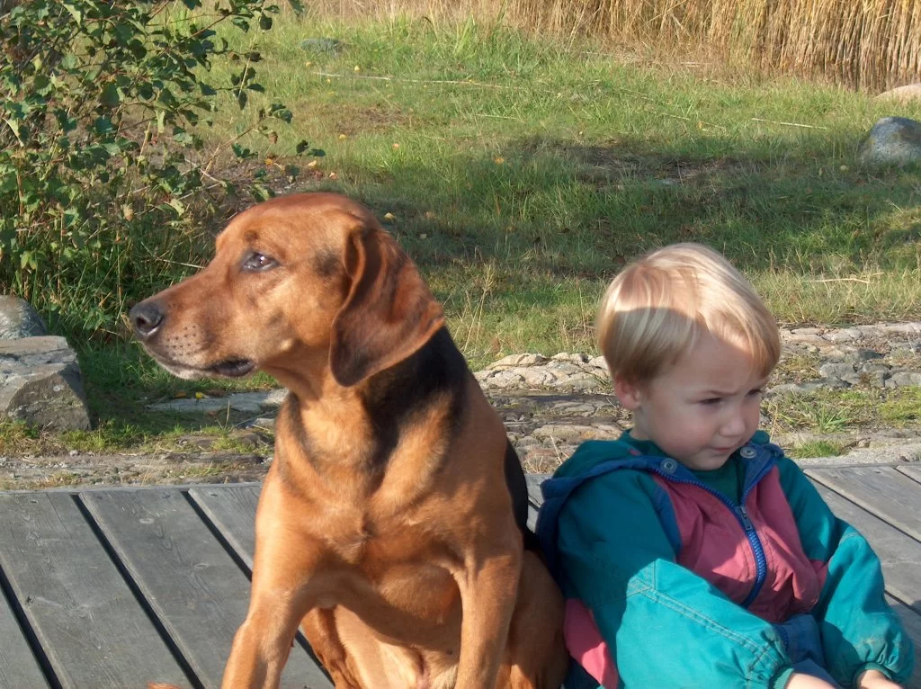 oredigerade 1 013.webp