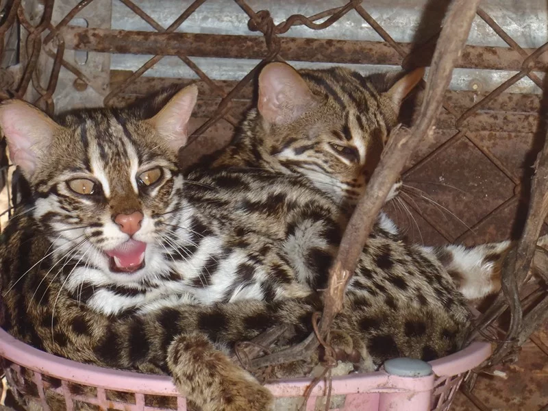 P1280006 (Kopia).webp