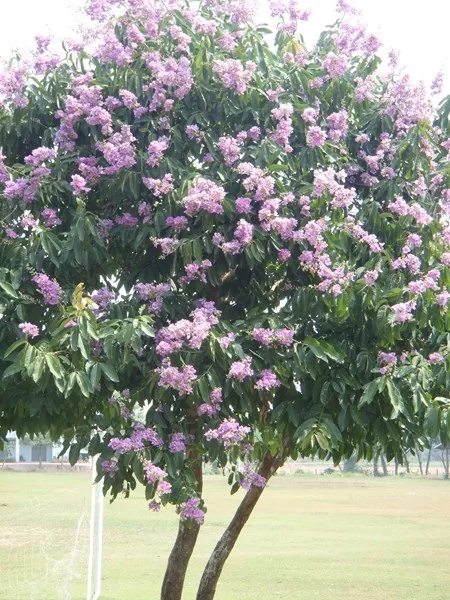 P4250029 [800x600].webp