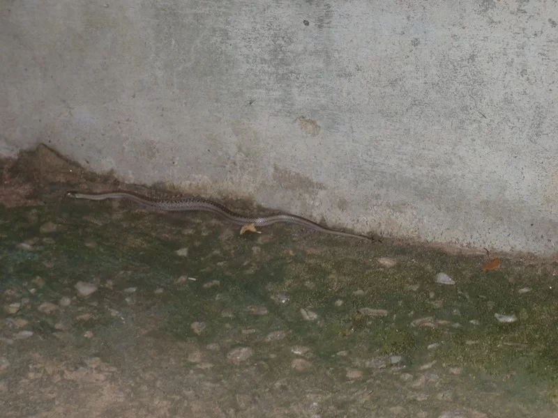 P5210032 (Kopia).webp