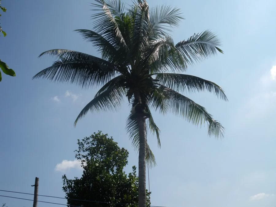 palm6.webp