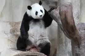 panda.webp