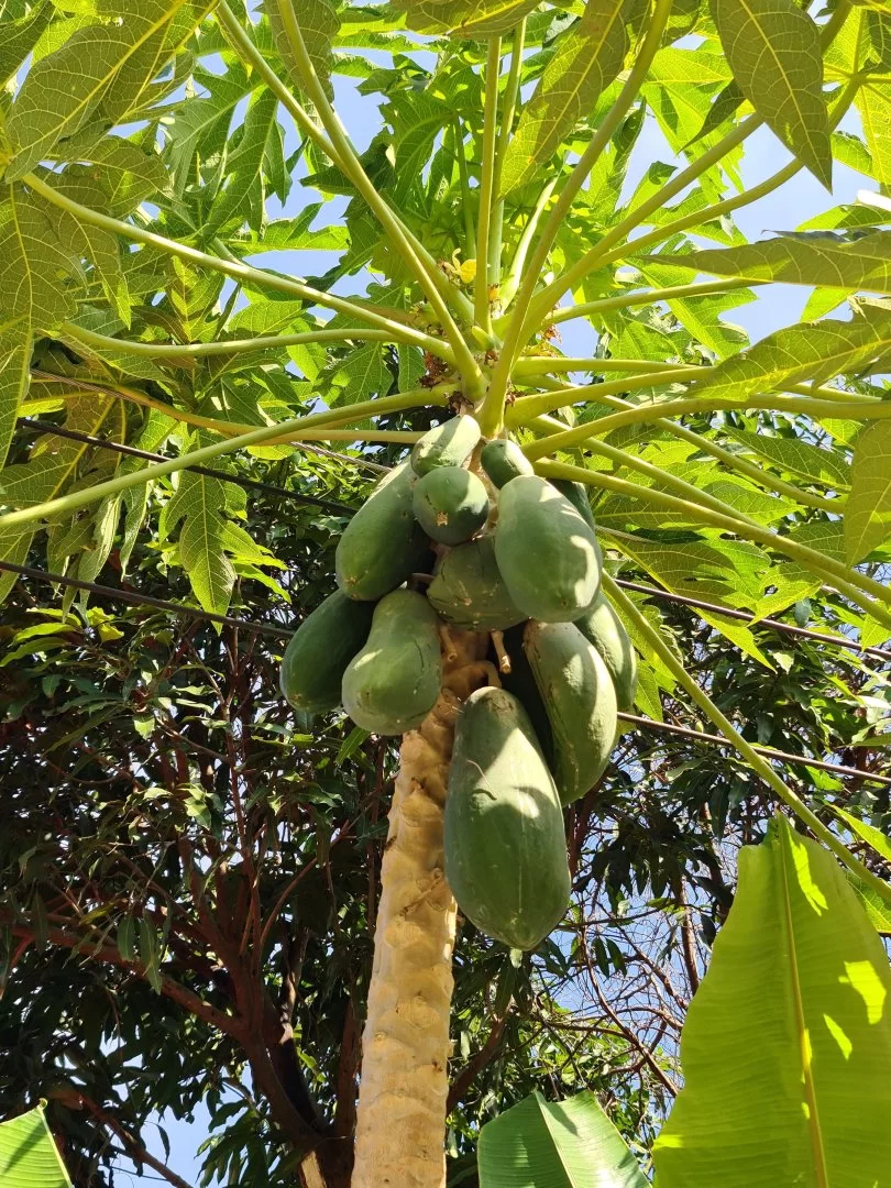Papaya.jpg