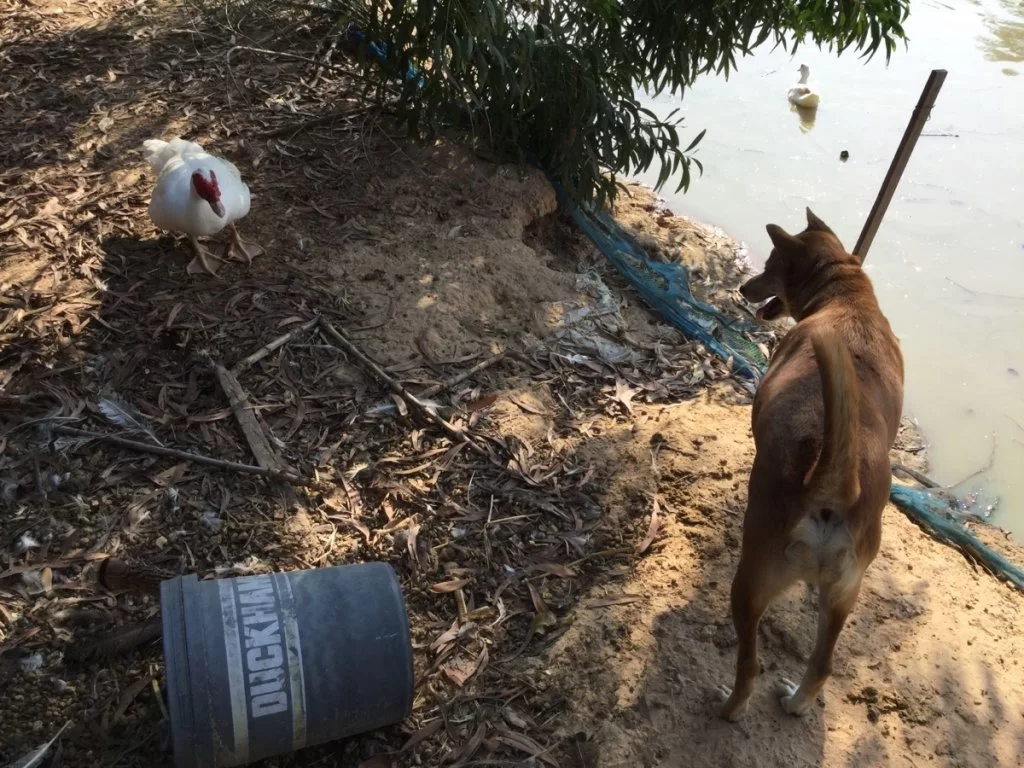 Pappa Anka och Tono.webp