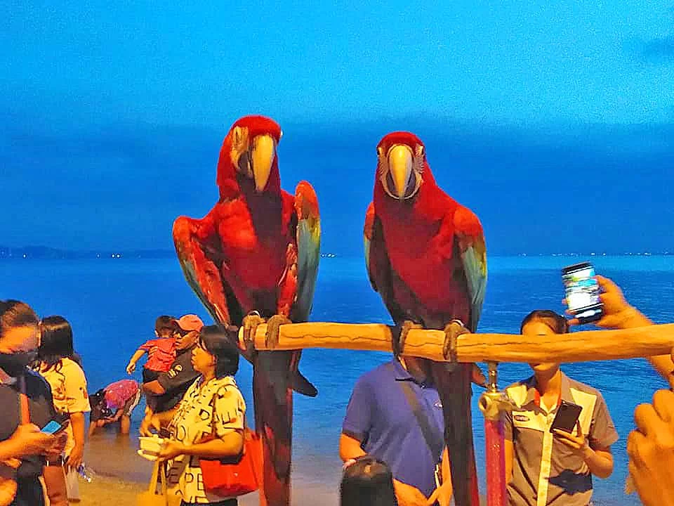 Pappegöye Bangsaen 3.webp