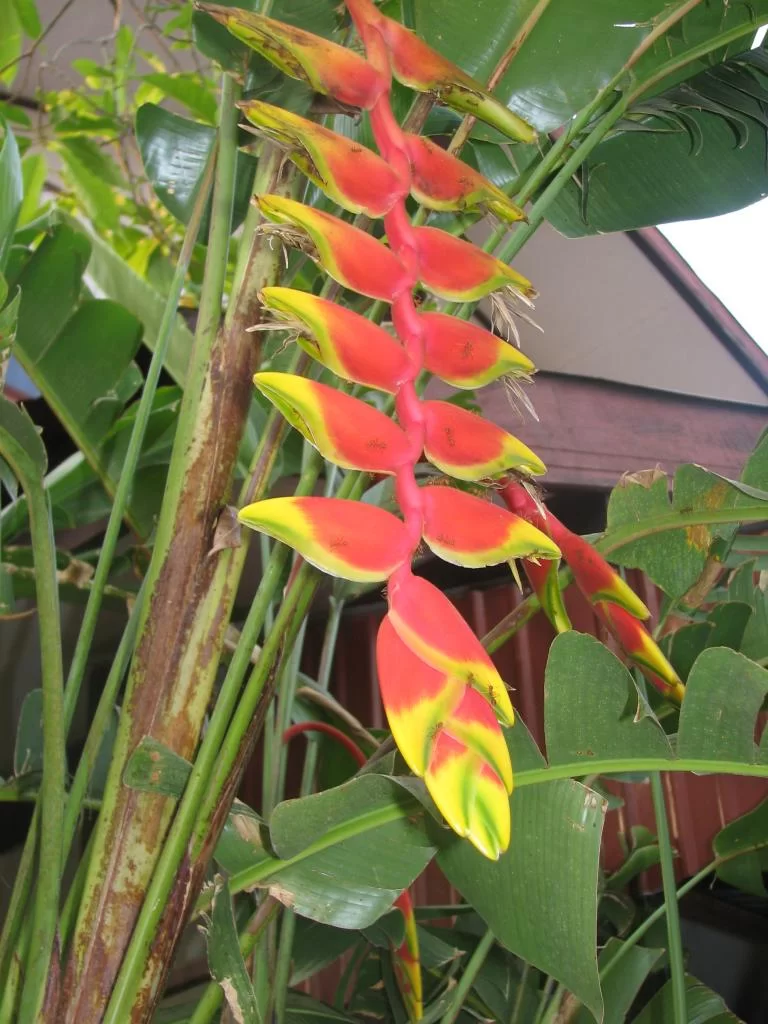 Paradise uppbird 025.webp