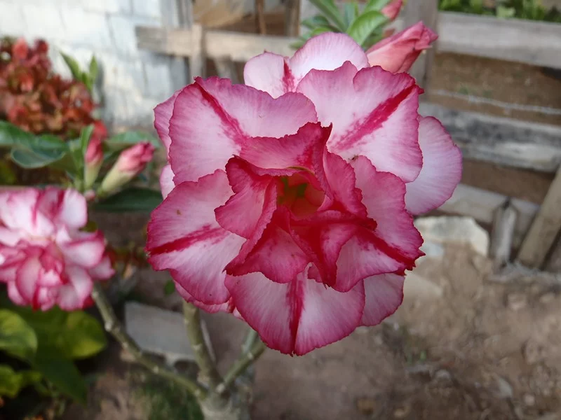 PB090031 (Kopia).webp