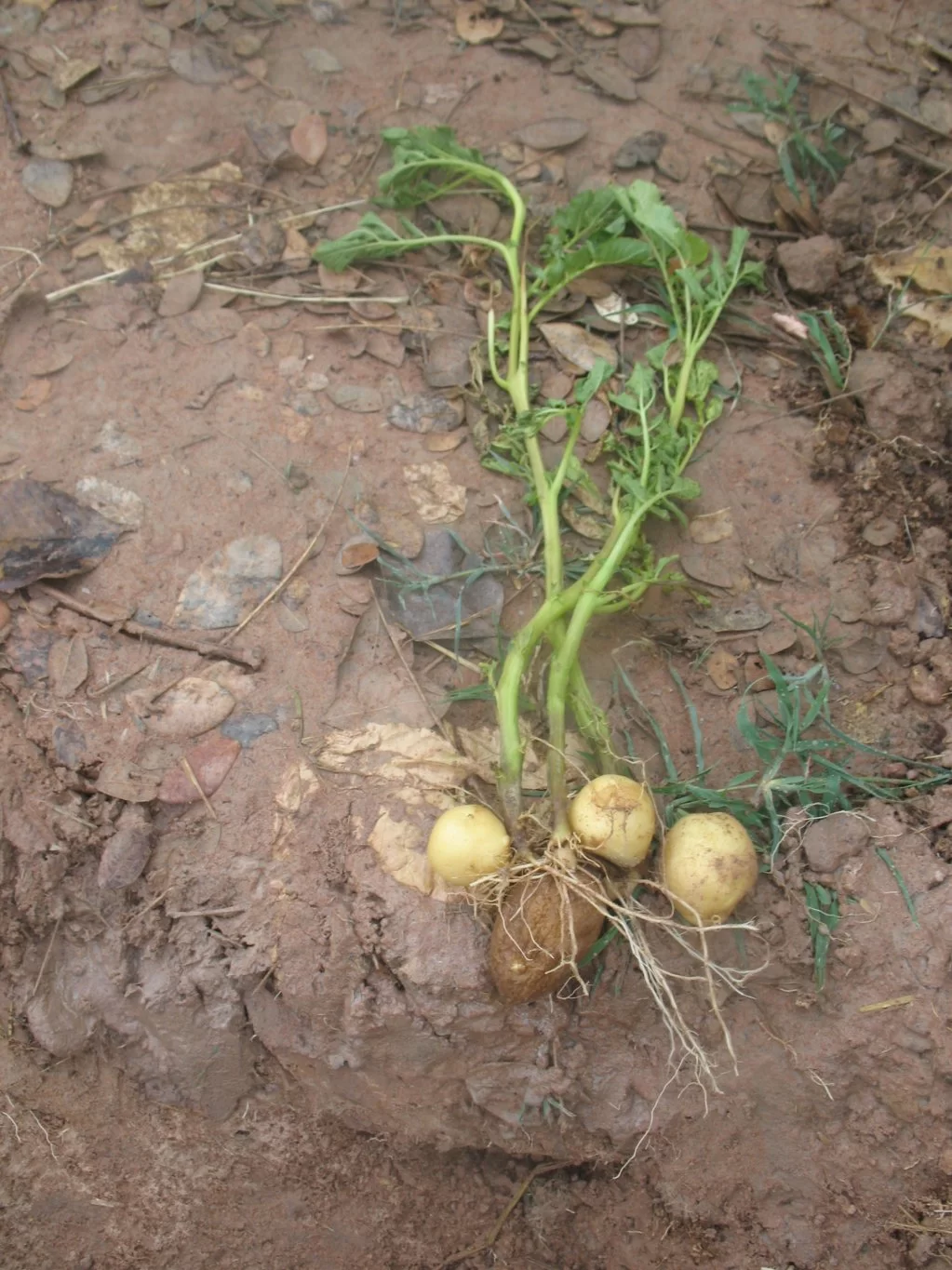 Potatis 2015-03-28.webp