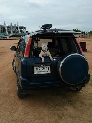 Puky vaktar bilen på Stadium Pattaya.webp