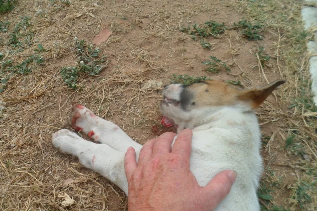 R.I.P  Oven 011.webp