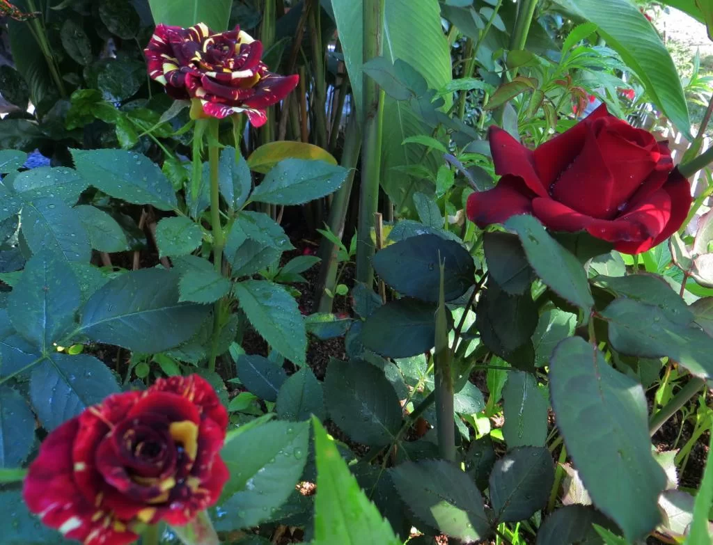 Red roses 20140105.webp