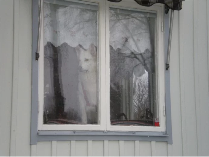 Rex i fönstret.webp