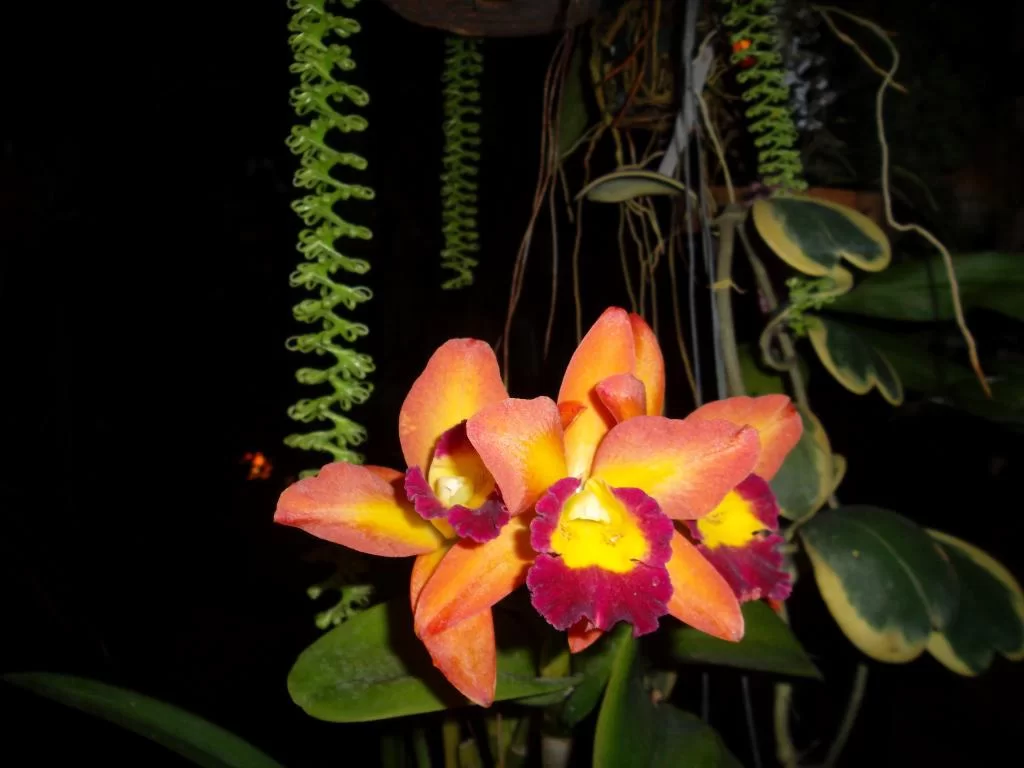 SAM_3767 - Copy.webp