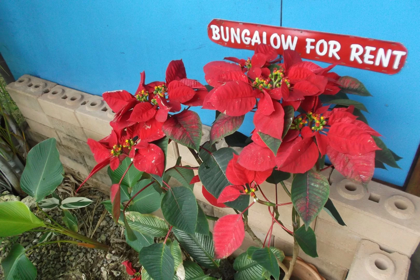 scandinavian (11).webp