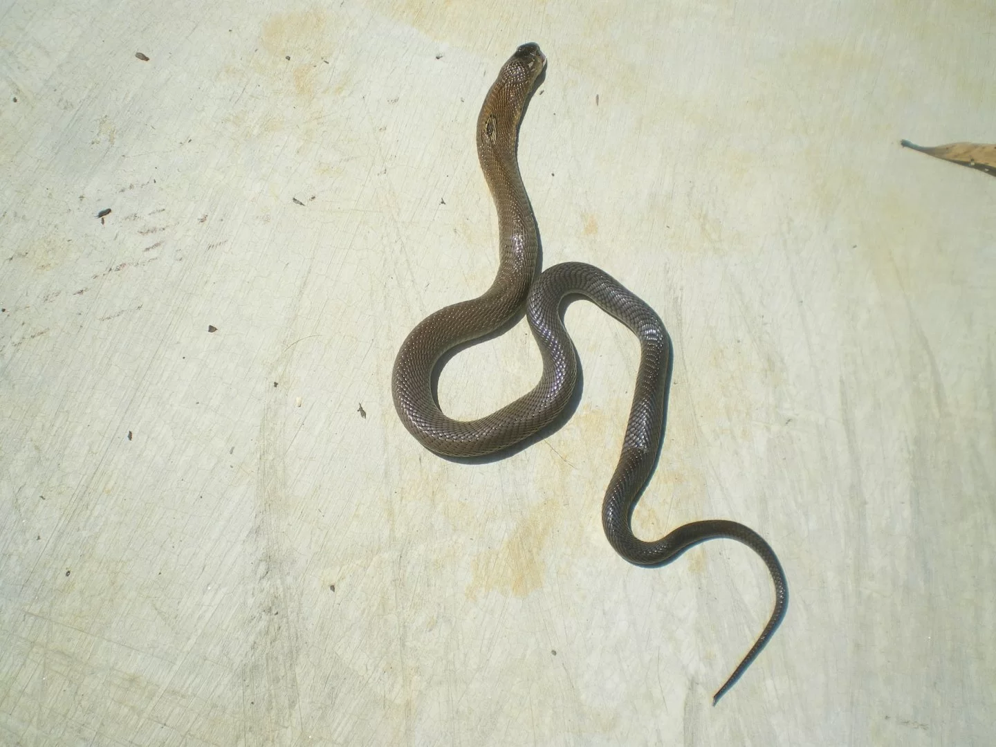 Scandinavian Corner (11).webp