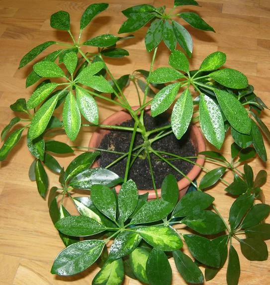 schefflera02.webp