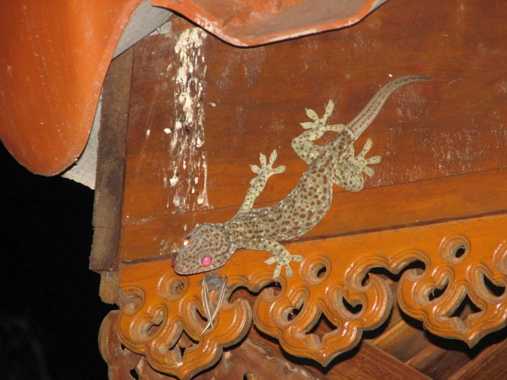 schoolteatre 161.webp