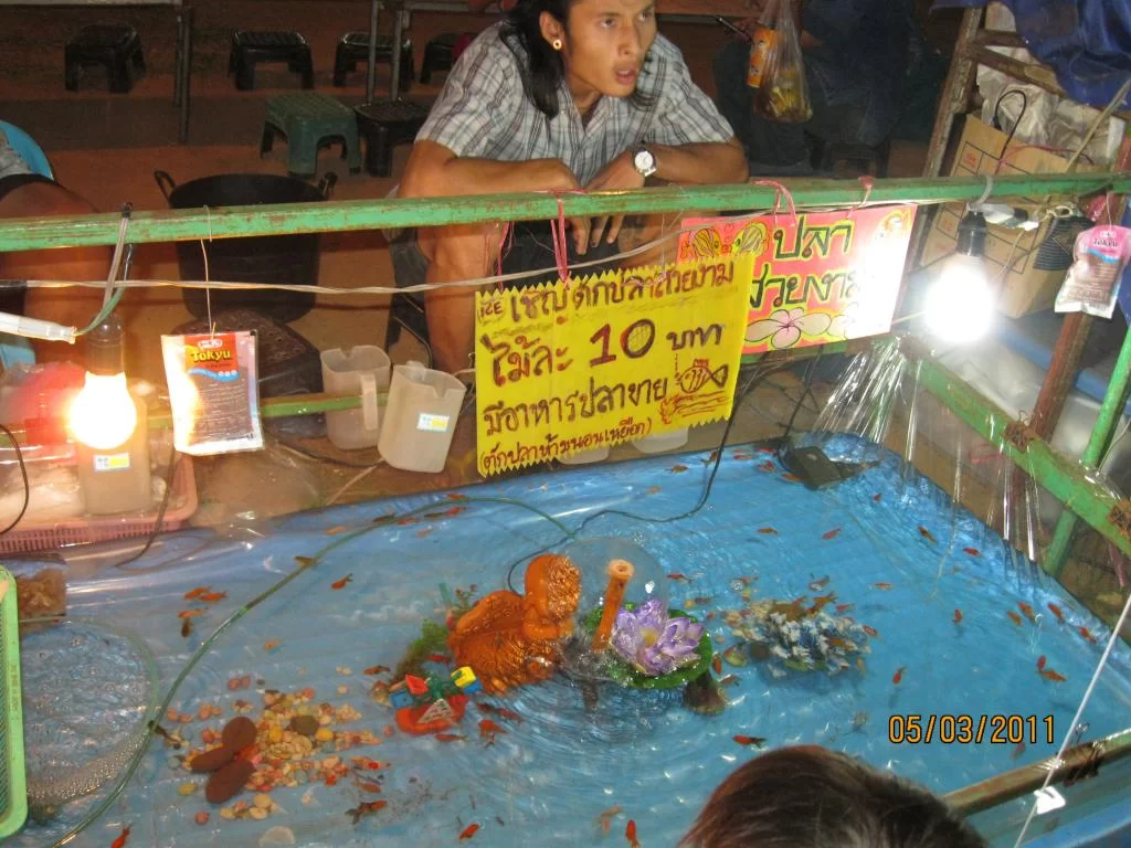 semester 2-31 mars 2011 082.webp