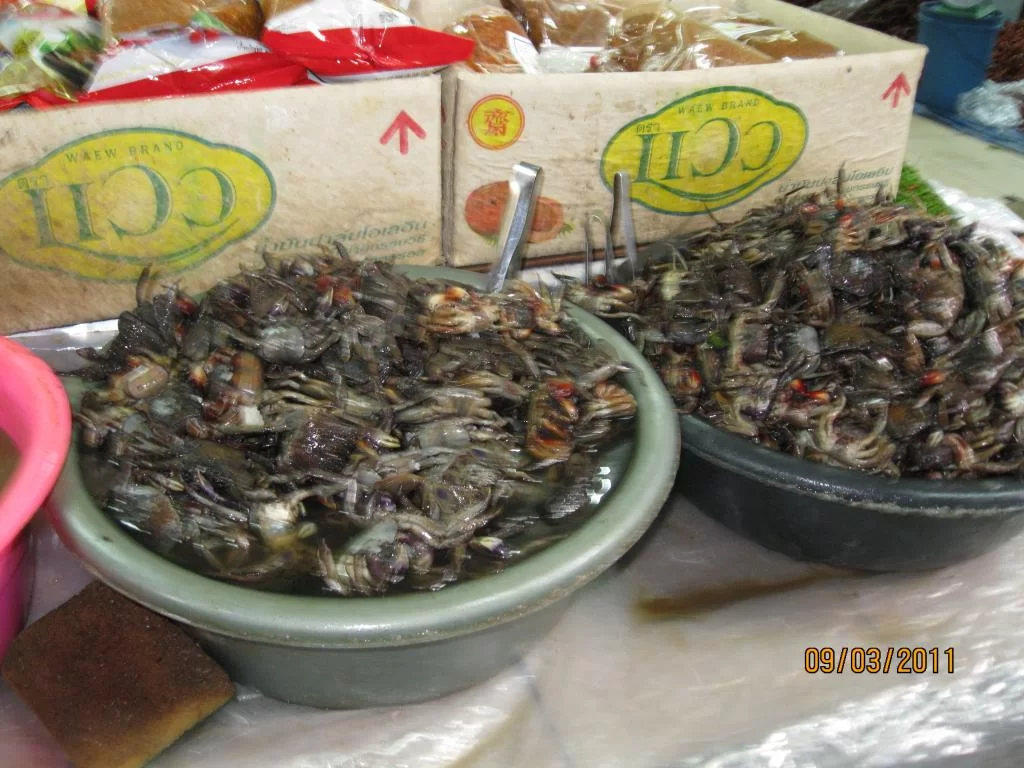 semester 2-31 mars 2011 122.webp