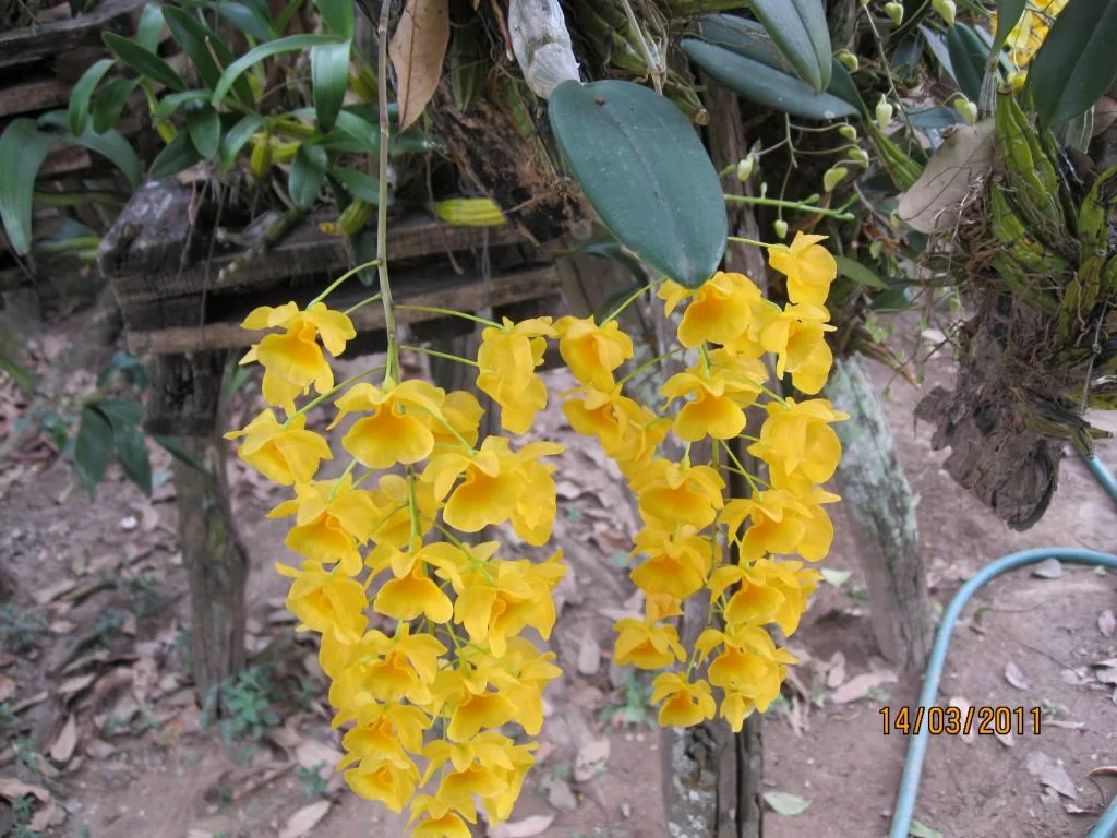 semester 2-31 mars 2011 194.webp