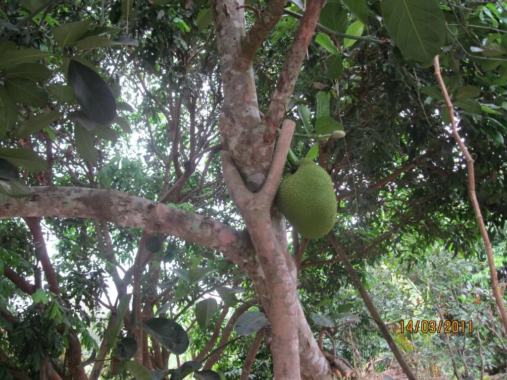 semester 2-31 mars 2011 200.webp