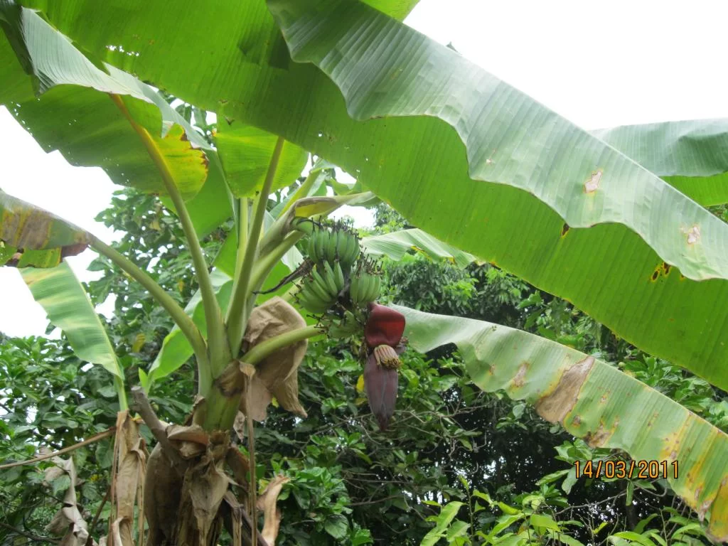 semester 2-31 mars 2011 205.webp